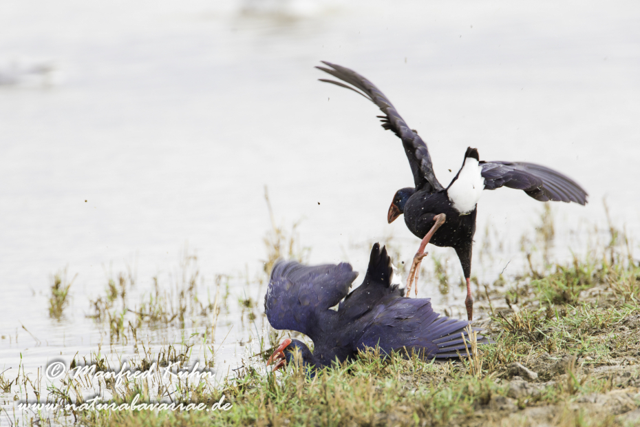 Purpurhuhn ()_0011