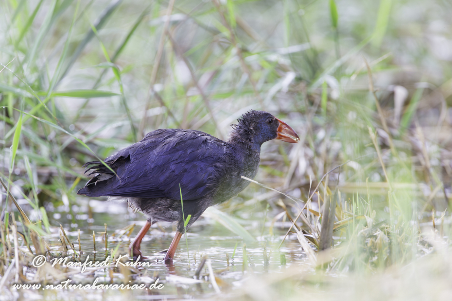 Purpurhuhn ()_0012