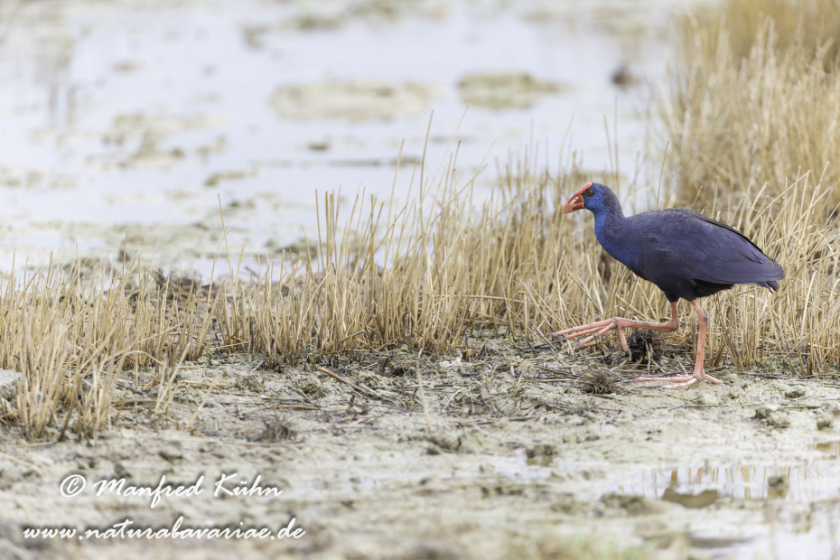 Purpurhuhn ()_0028