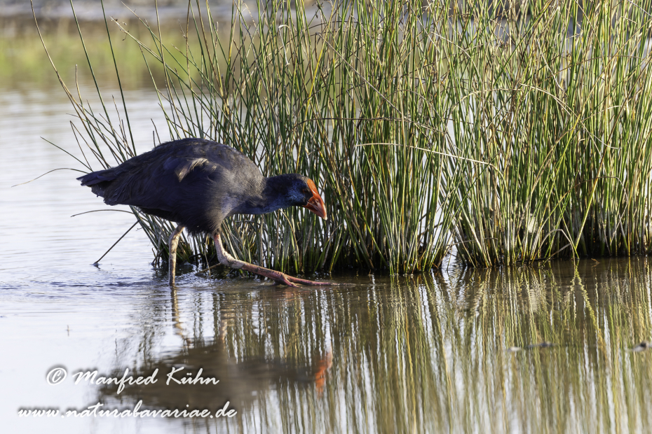 Purpurhuhn_0055