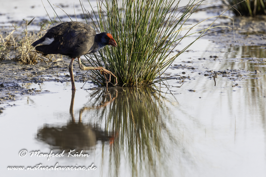 Purpurhuhn_0069