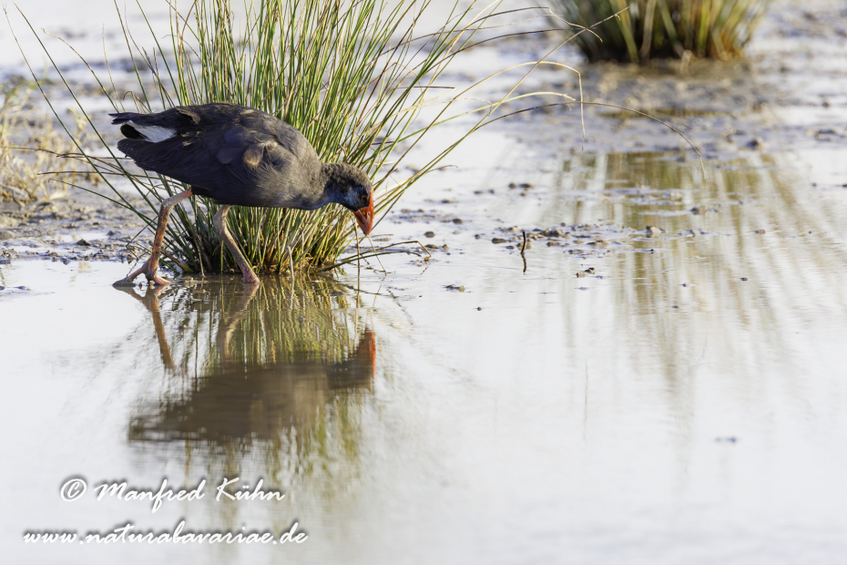 Purpurhuhn_0073