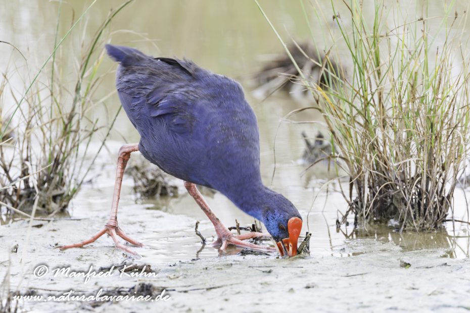 Purpurhuhn_0109