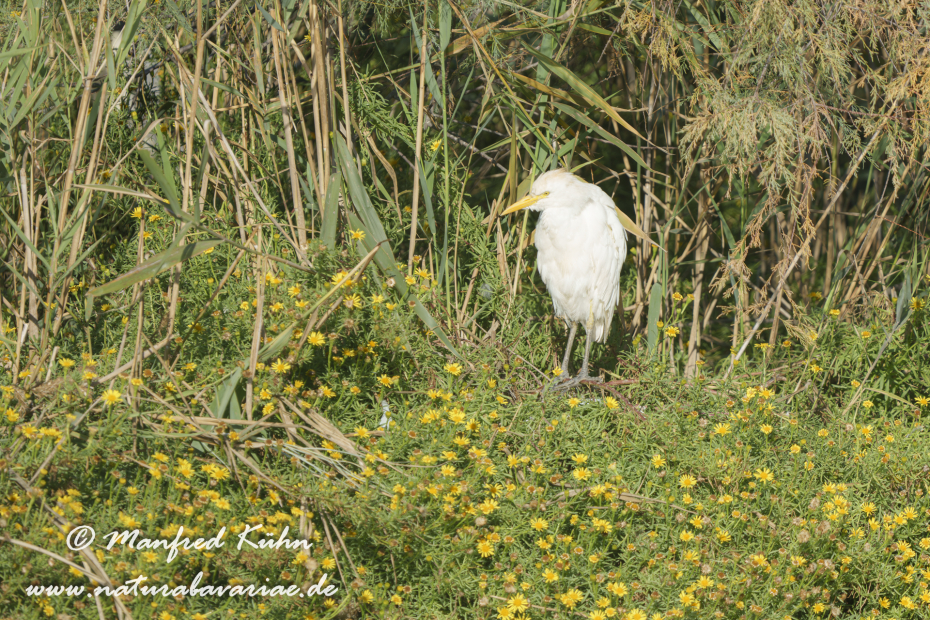 Kuhreiher ()_0088