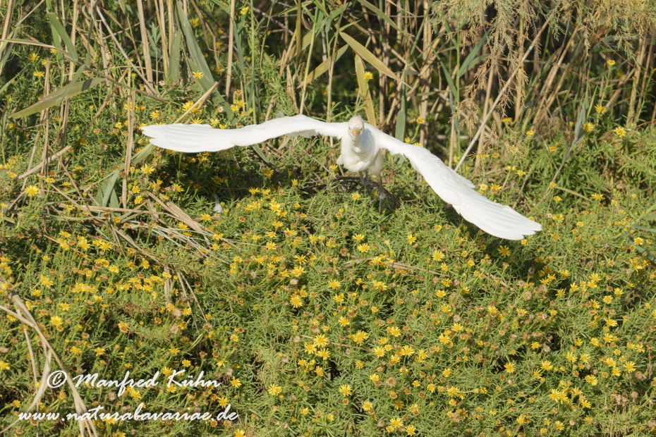 Kuhreiher ()_0095