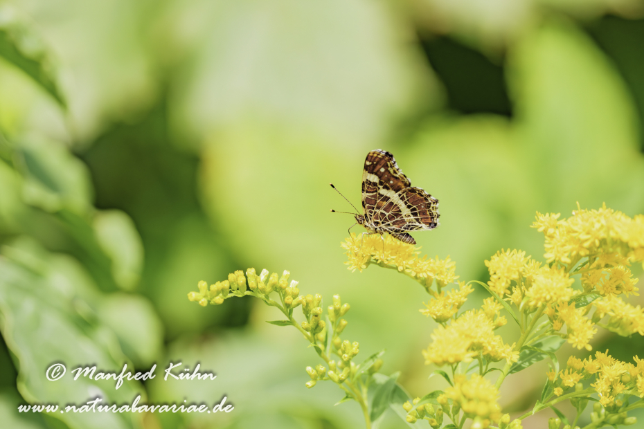 Landkärtchen (Sommer)_0061