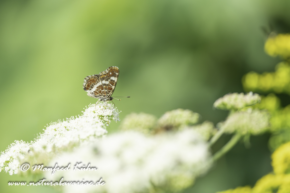 Landkärtchen (Sommer)_0071