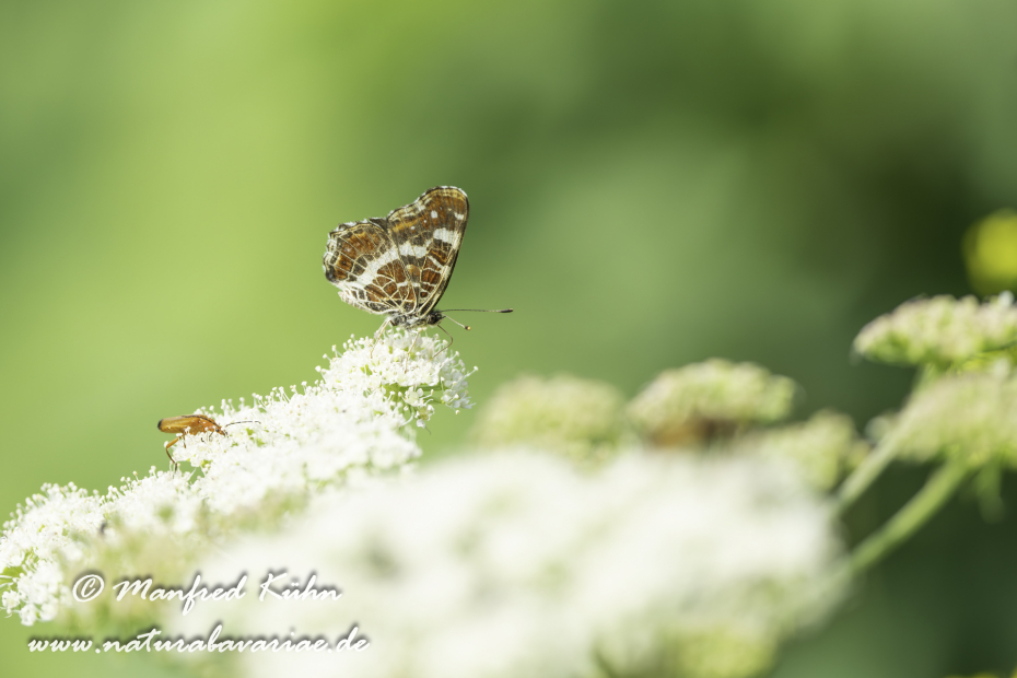 Landkärtchen (Sommer)_0073