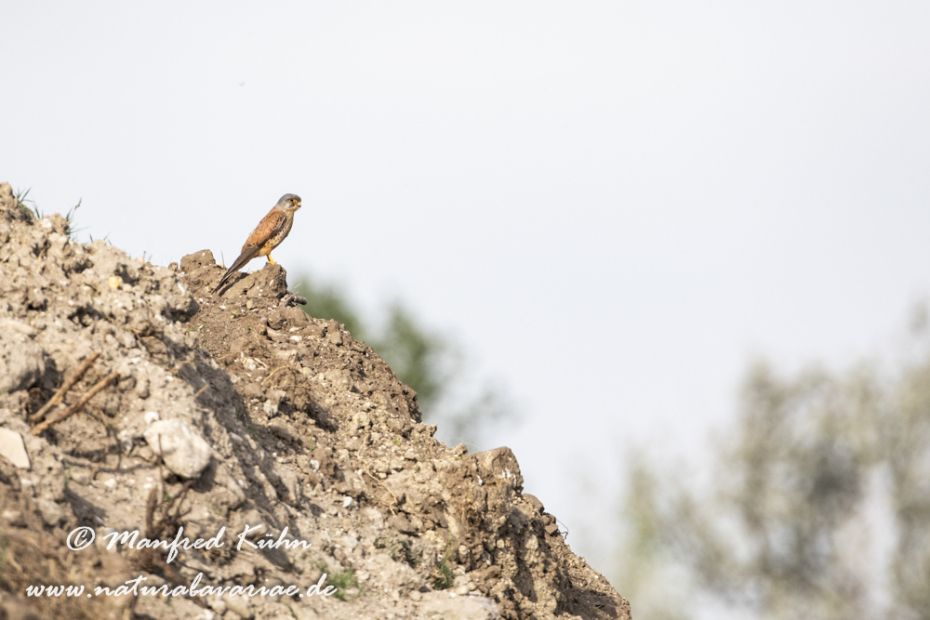 Turmfalke ()_0084