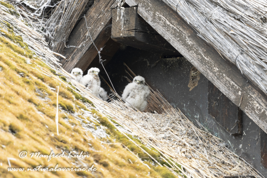 Turmfalke ()_0091