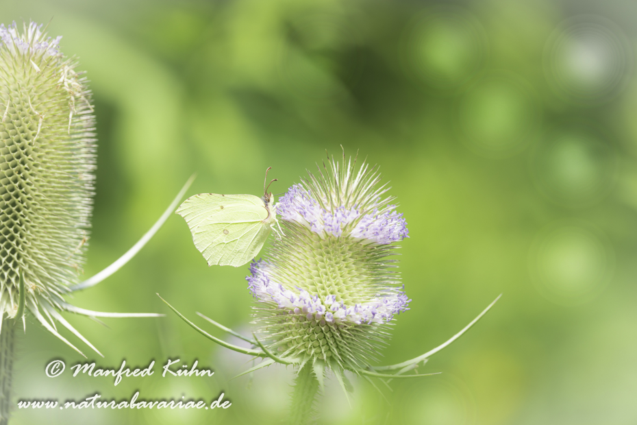 Zitronenfalter ()_0024