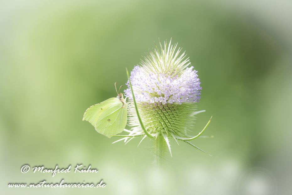 Zitronenfalter ()_0025
