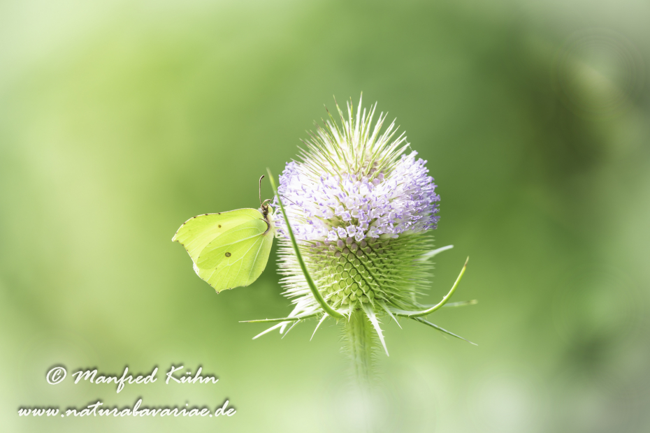 Zitronenfalter ()_0028