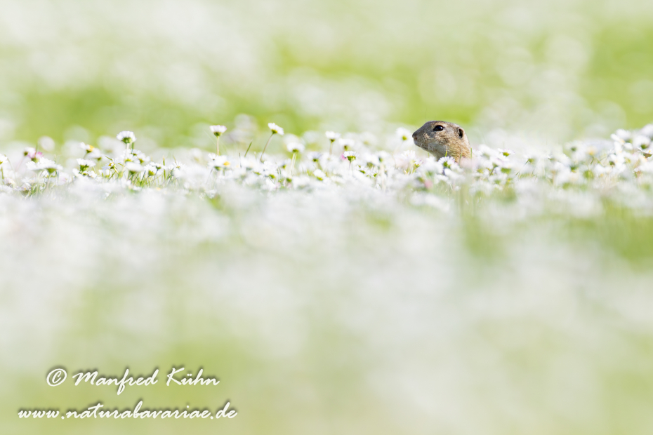 Ziesel ()_0015