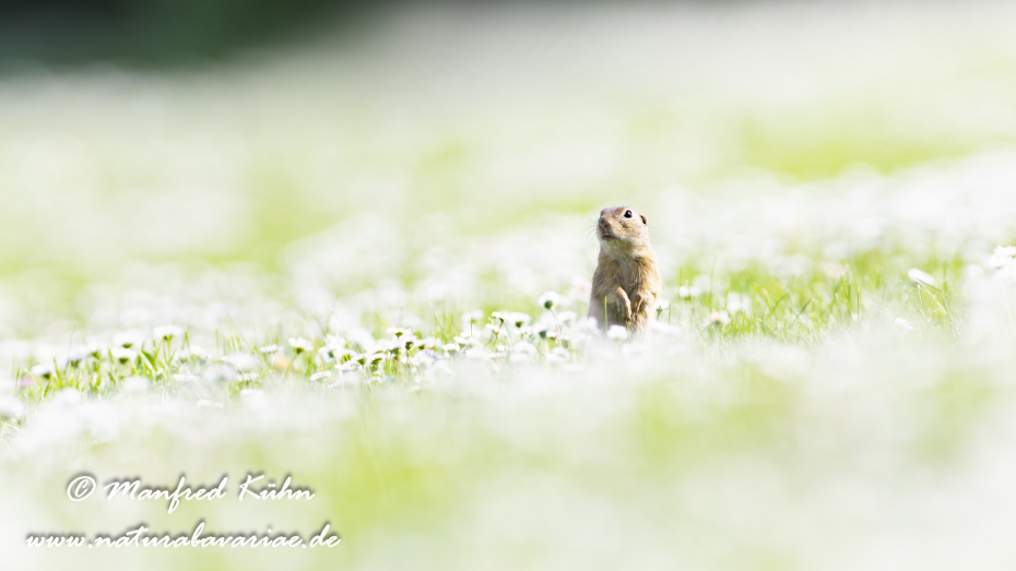 Ziesel ()_0018