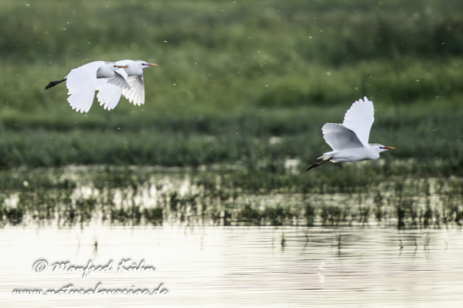 Kuhreiher ()_0051