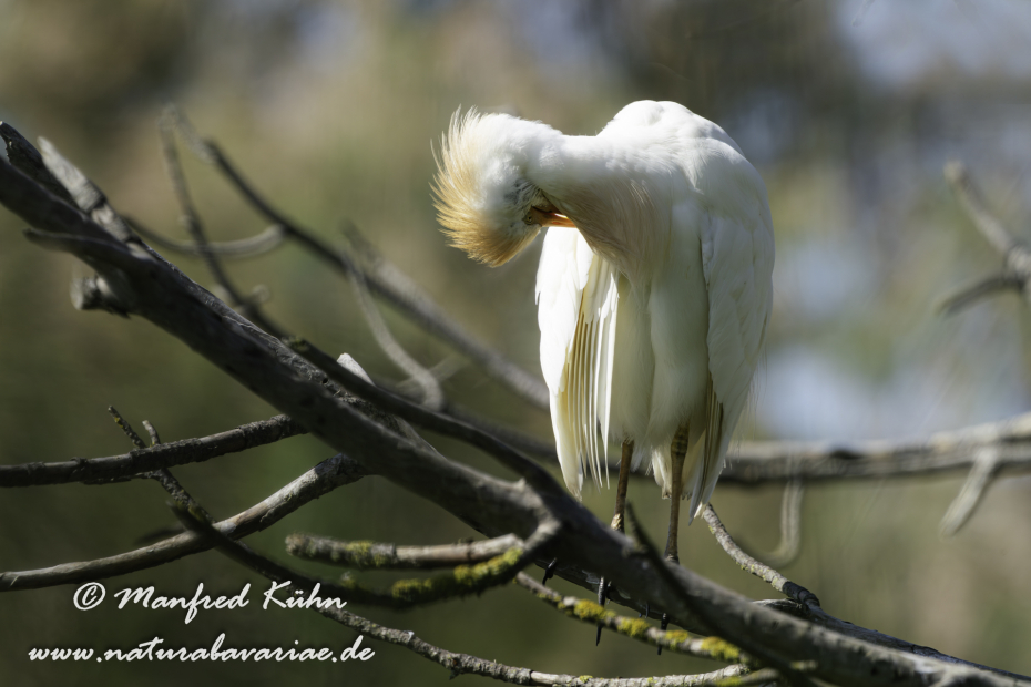 Kuhreiher ()_0064