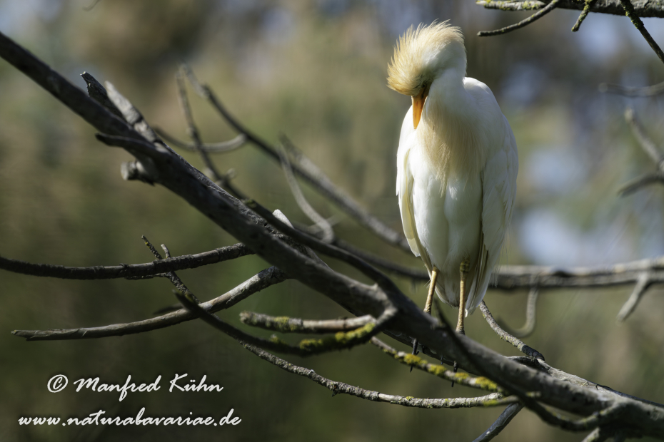 Kuhreiher ()_0067