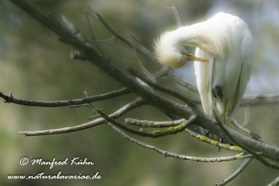 Kuhreiher ()_0079