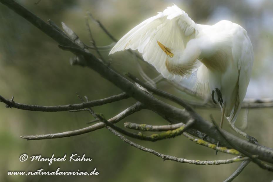 Kuhreiher ()_0083