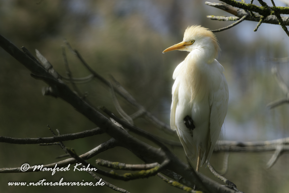 Kuhreiher ()_0086