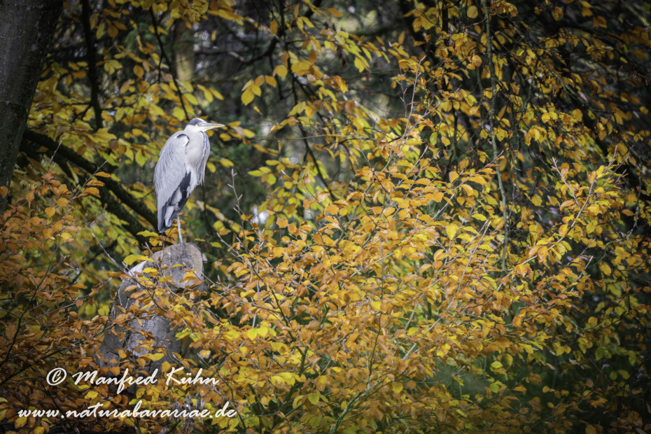 Graureiher ()_0313