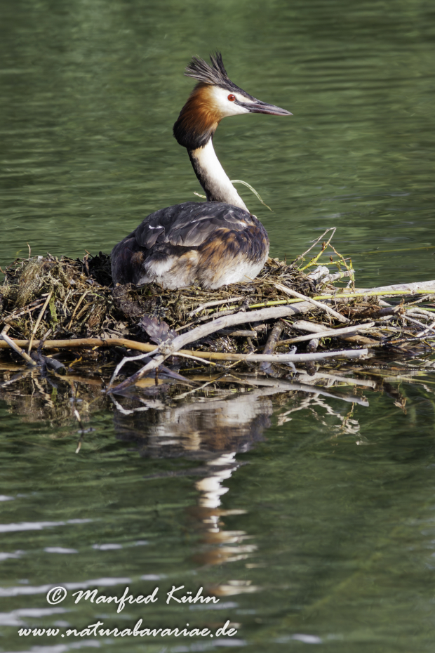 Haubentaucher ()_0047