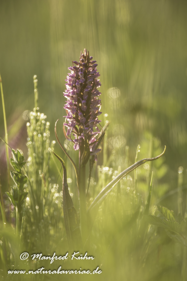 Knabenkraut (Fleischfarbenes ssp.)_0016