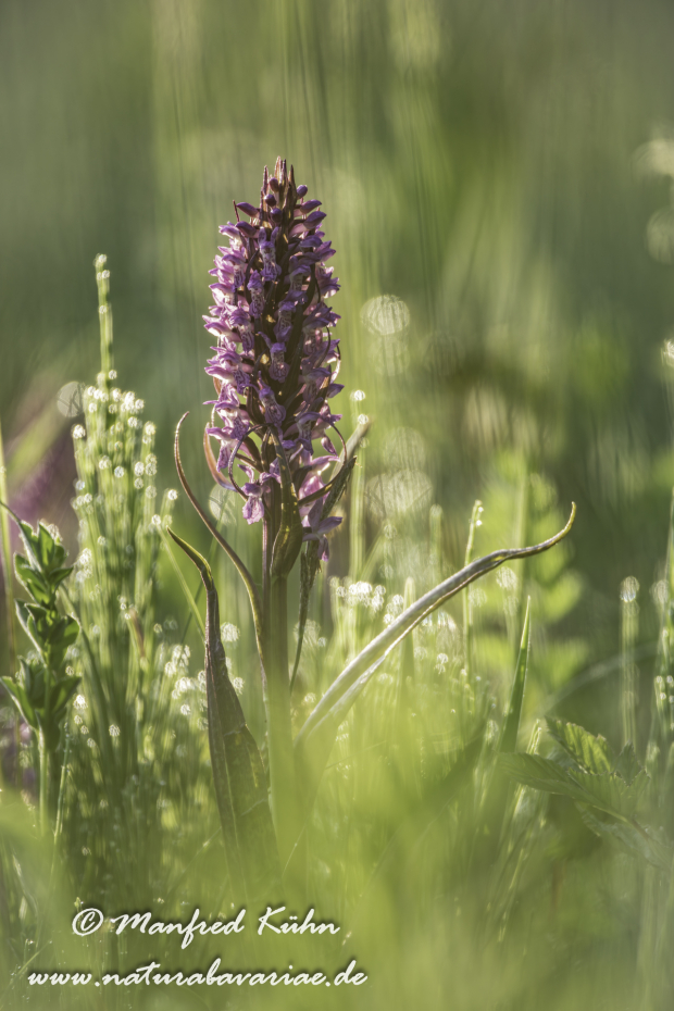 Knabenkraut (Fleischfarbenes ssp.)_0018