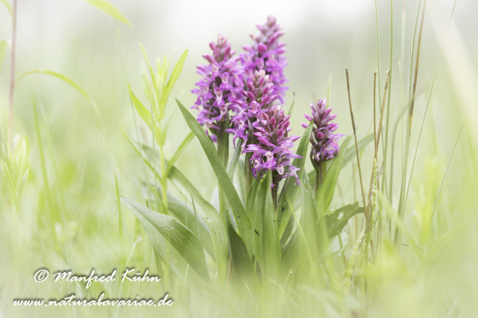 Knabenkraut (Fleischfarbenes)_0024