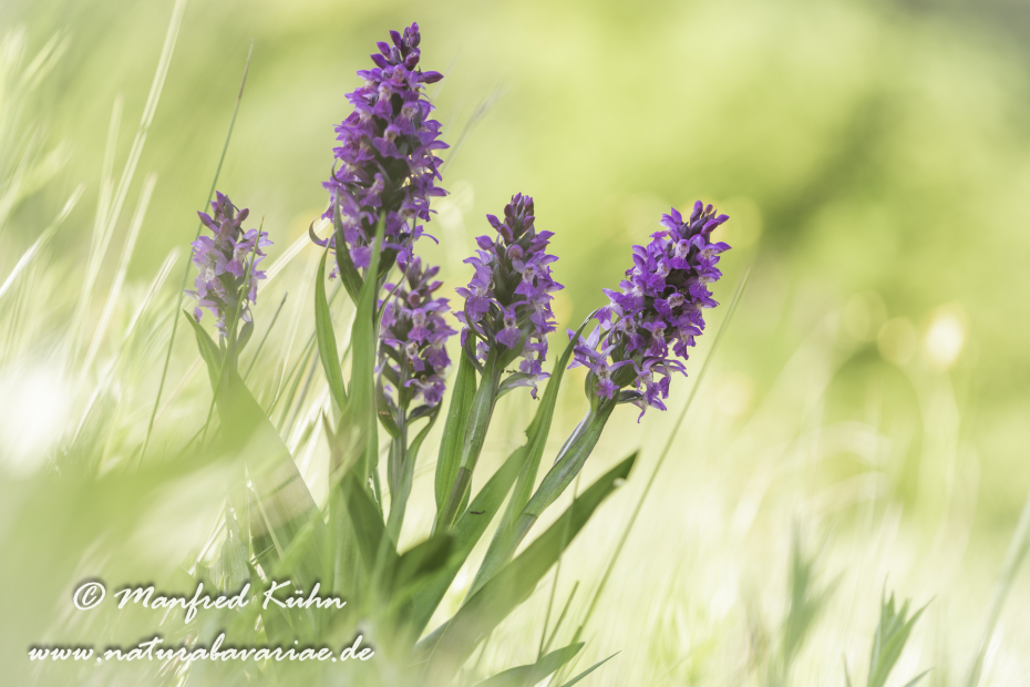 Knabenkraut (Fleischfarbenes)_0040