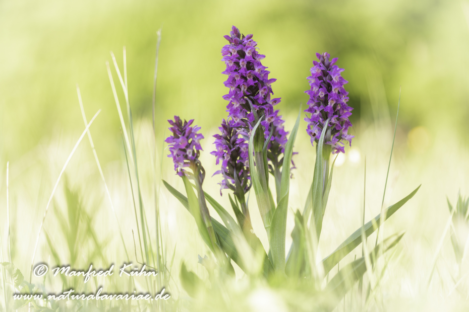 Knabenkraut (Fleischfarbenes)_0045
