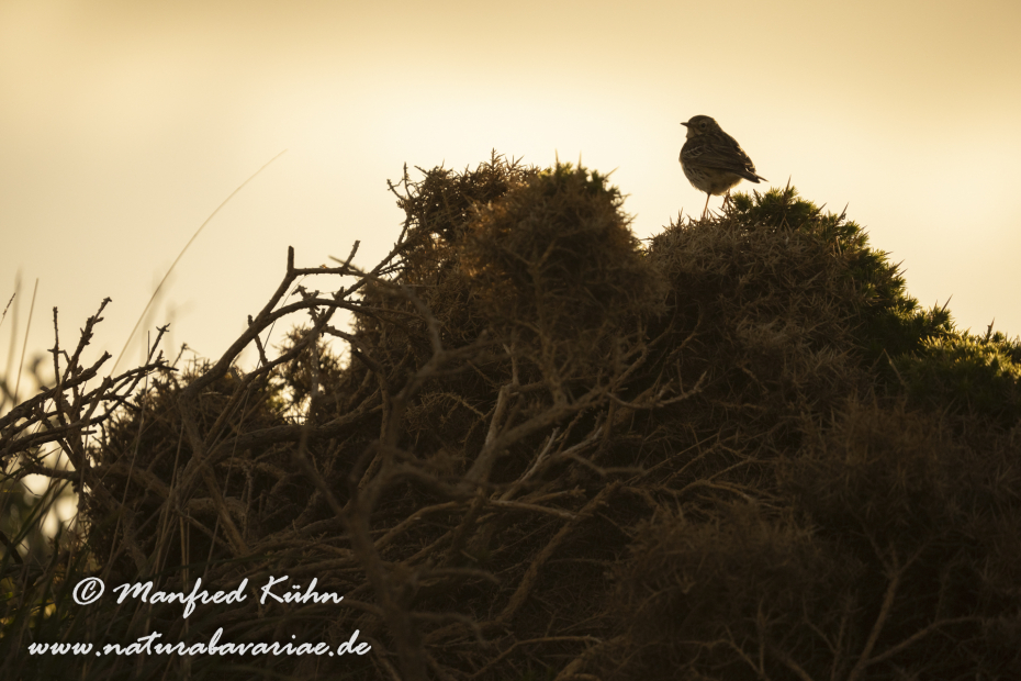 Strandpieper ()_0035