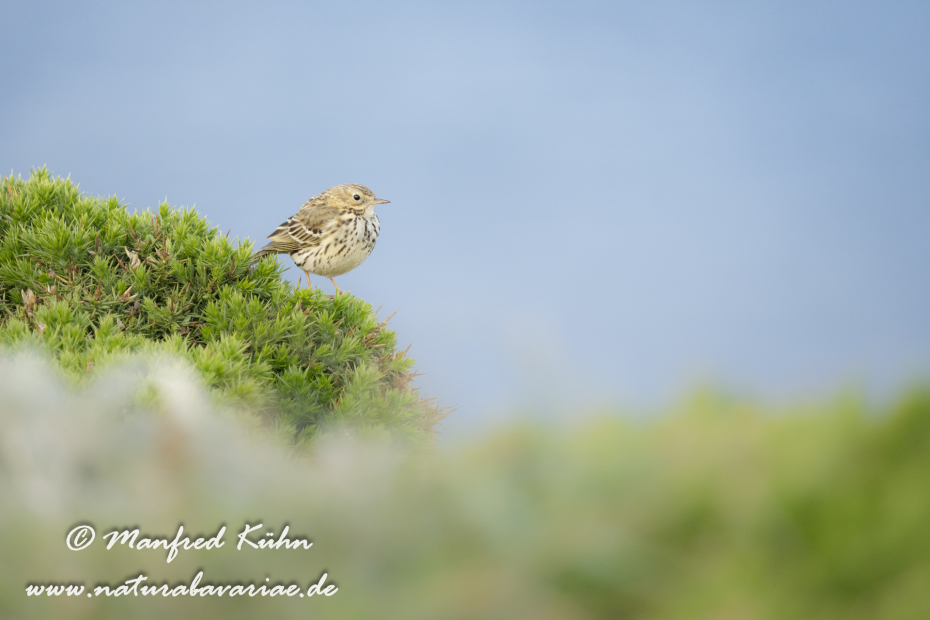 Strandpieper ()_0041