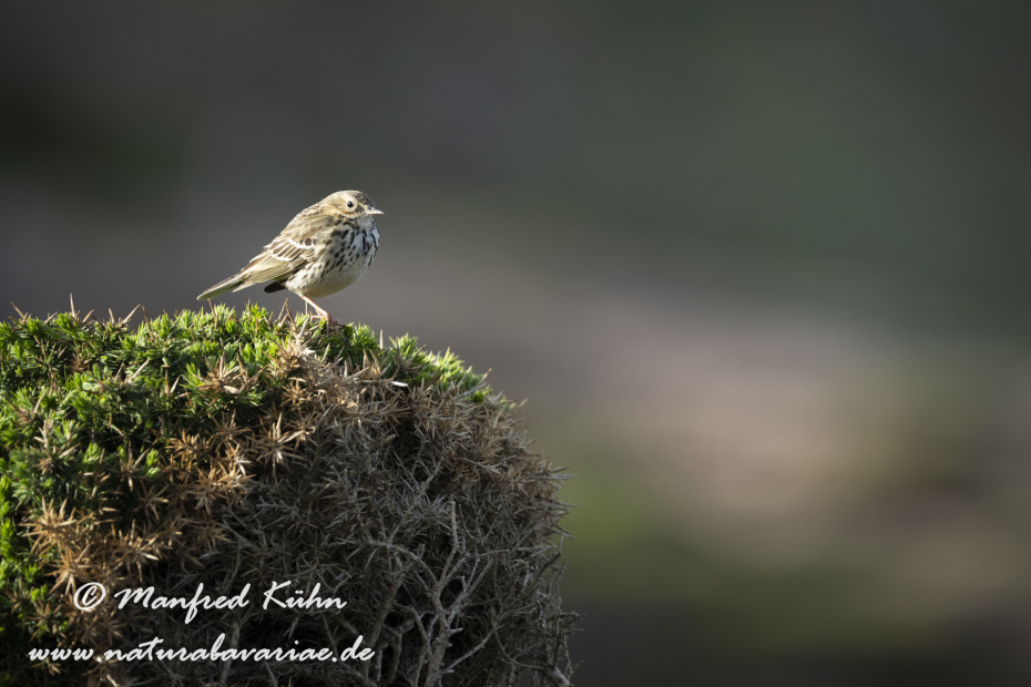 Strandpieper ()_0056
