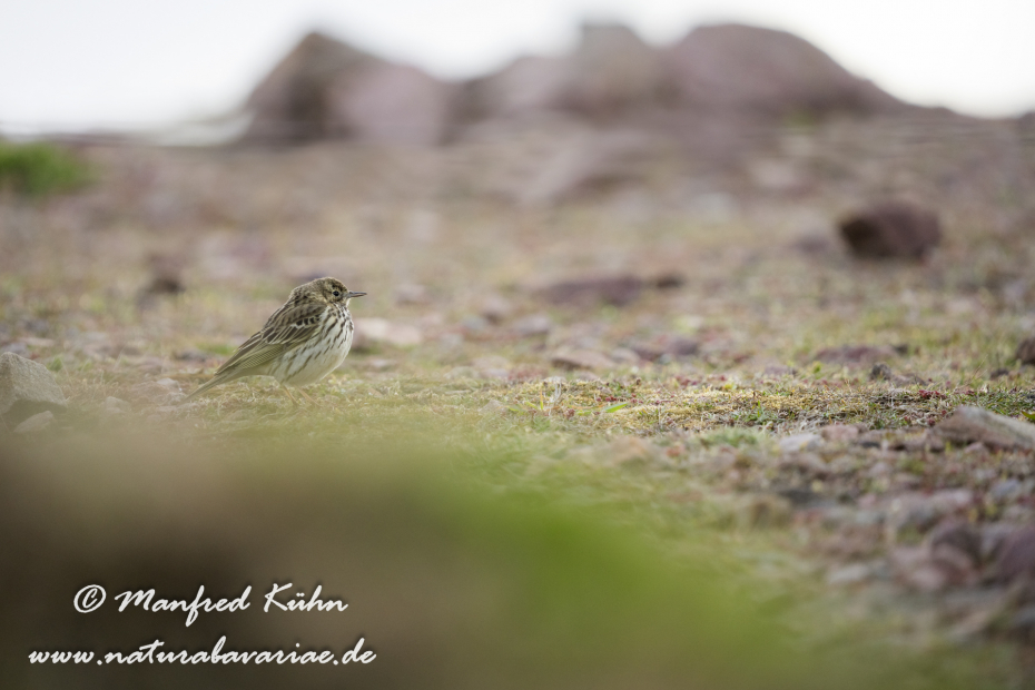Strandpieper ()_0061