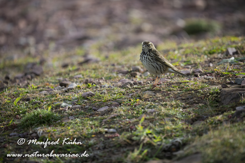 Strandpieper ()_0066