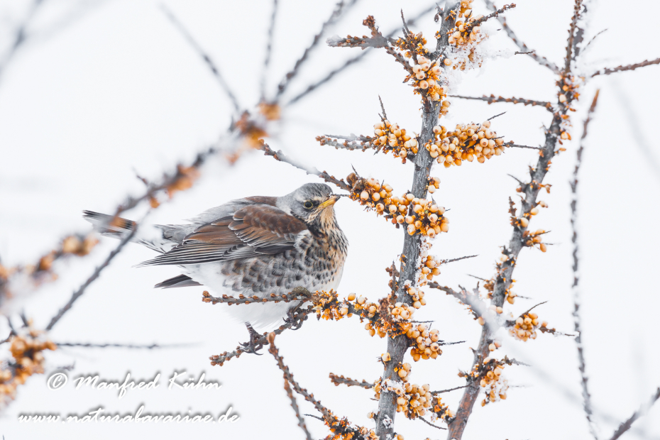 Wacholderdrossel ()_0015