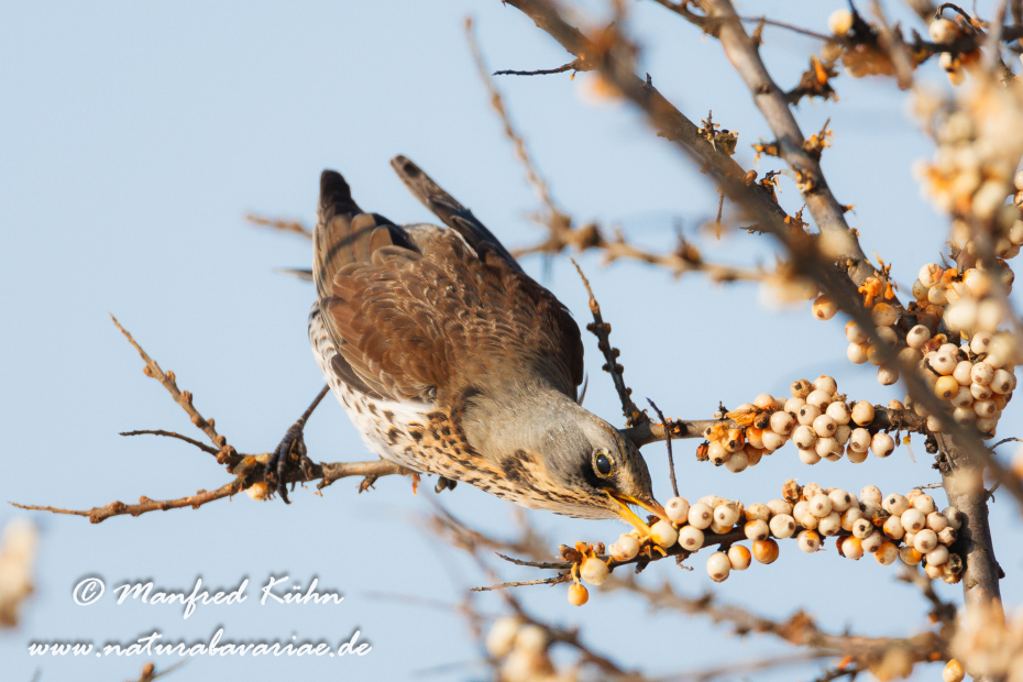 Wacholderdrossel ()_0030