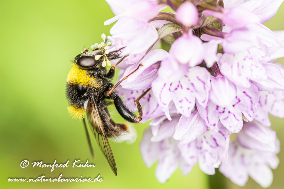 Schwebefliege (Hummel-Gebirgs-)_0004
