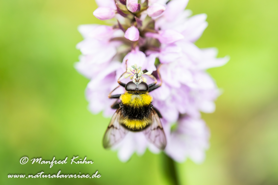 Schwebefliege (Hummel-Gebirgs-)_0008
