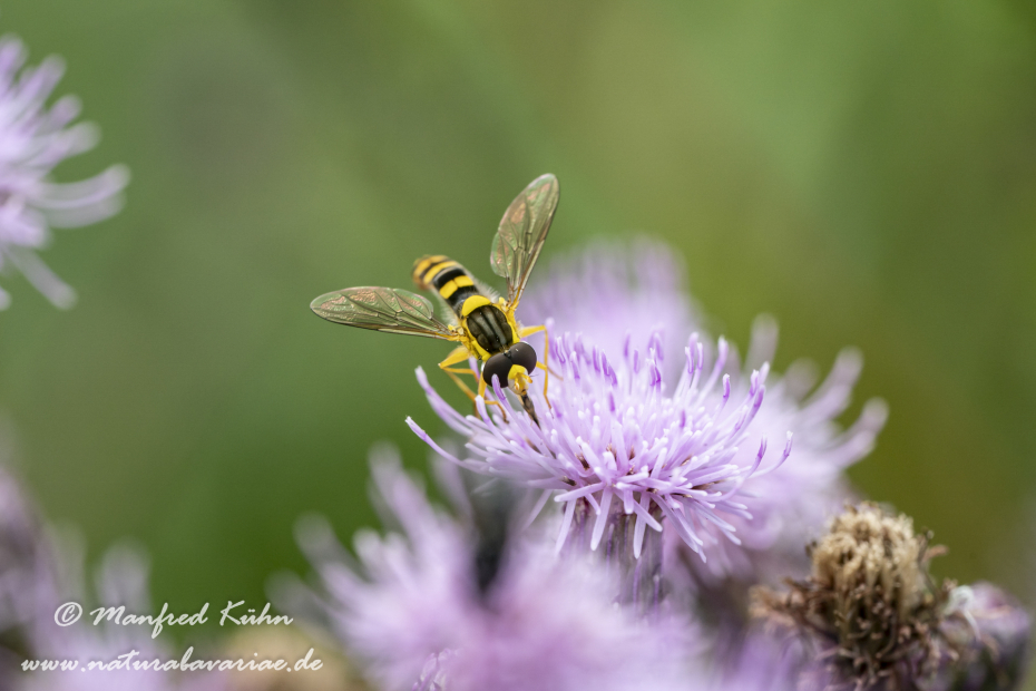 Schwebfliege (Langbauch-)_0001