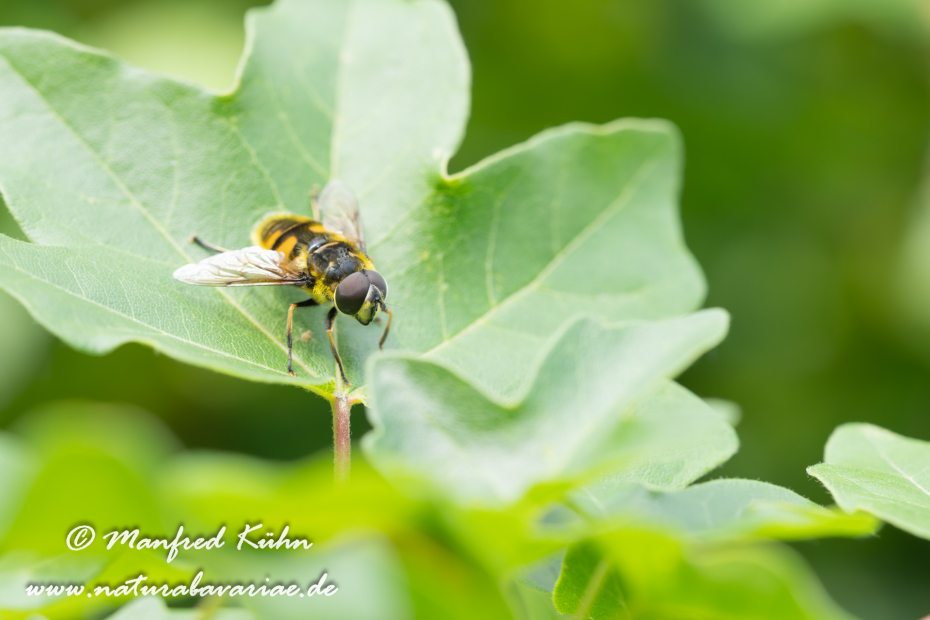 Schwebfliege (Totenkopf-)_0002