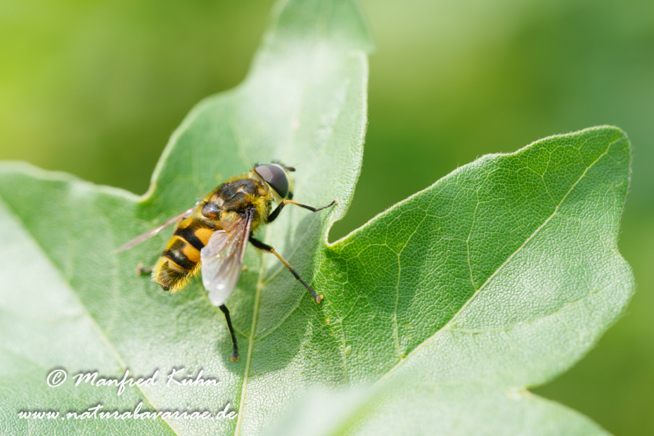 Schwebfliege (Totenkopf-)_0008