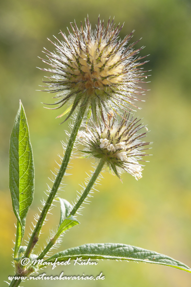 Karde (behaarte)_0004