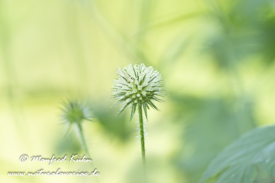 Karde (behaarte)_0009
