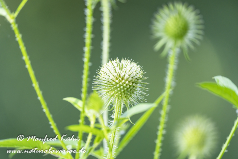 Karde (behaarte)_0015