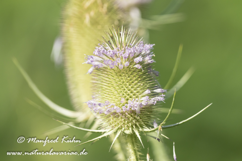Karde (Wilde)_0024