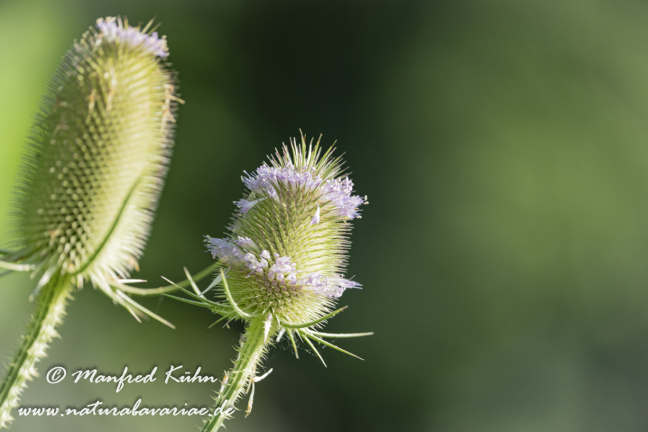Karde (Wilde)_0027