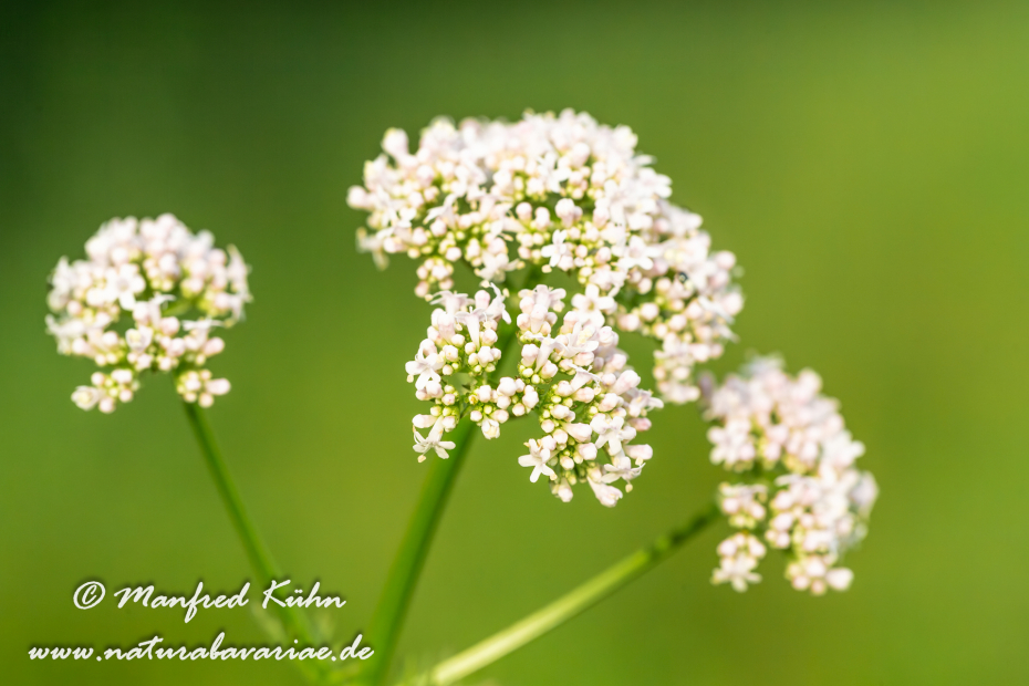 Baldrian (Echter)_0011